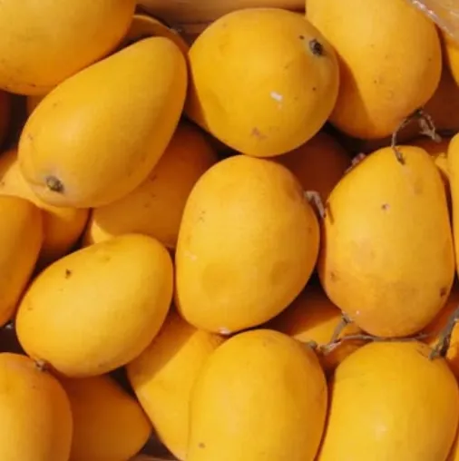 مانجو مصرى