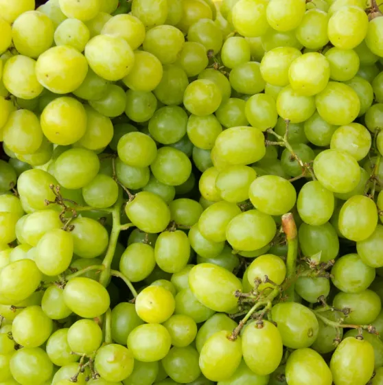 عنب ابيض اردنى