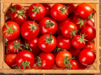 طماطم اردنى