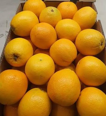 Egyptian oranges