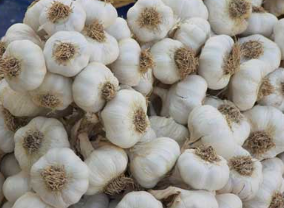 Garlic