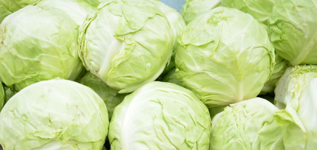 Saudi White Cabbage
