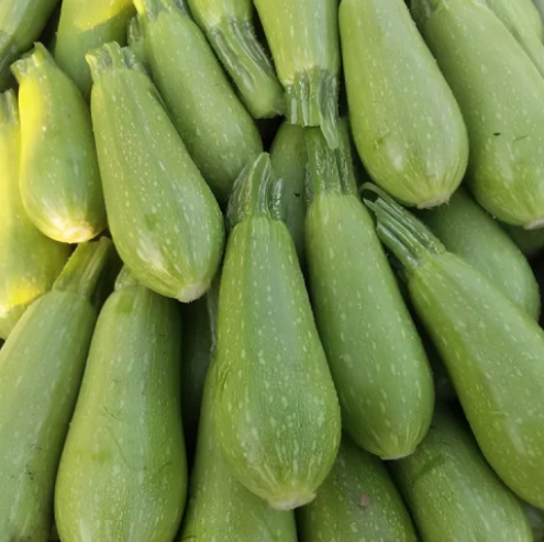 كوسه اردنى